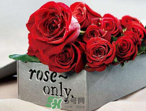 roseonly怎么樣？roseonly好看嗎？