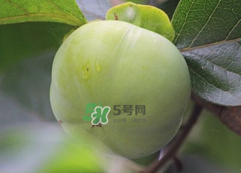 柿子葉能降血糖嗎？青柿子的功效與作用