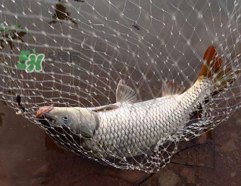 八月份釣魚用什么料好？八月份釣什么魚？
