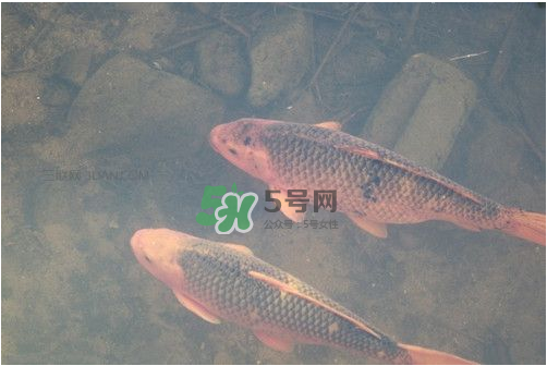 八月份釣魚用什么料好？八月份釣什么魚？