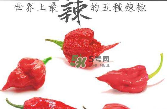 卡羅萊納死神辣椒中國有嗎？死神辣椒哪里有賣