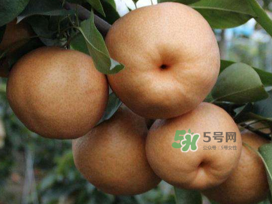 2017豐水梨多少錢(qián)一斤？豐水梨價(jià)格