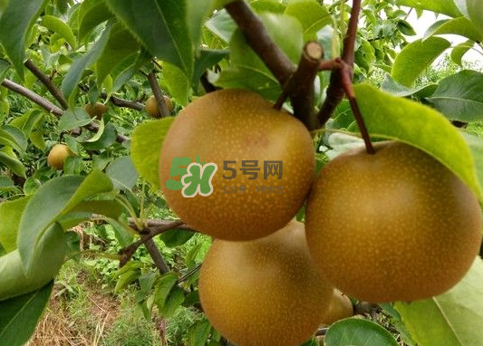 豐水梨產(chǎn)地在哪里？豐水梨是哪里產(chǎn)的？