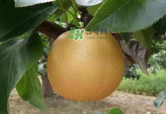 豐水梨什么時(shí)候上市？豐水梨幾月份成熟？