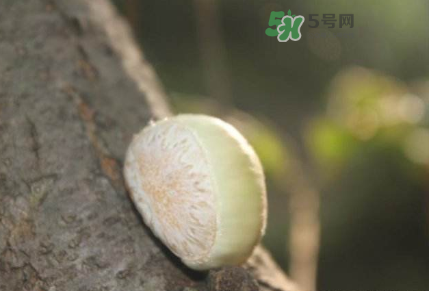 嫩板栗怎么保存？嫩板栗保存方法