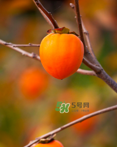 脆柿子好吃還是軟柿子好吃？脆柿子和軟柿子哪個好吃？