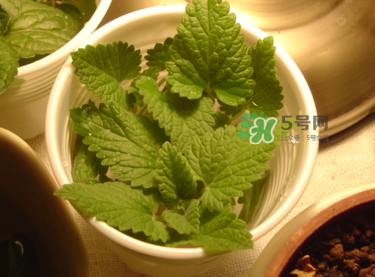 貓薄荷人能吃嗎？貓薄荷能吃嗎？