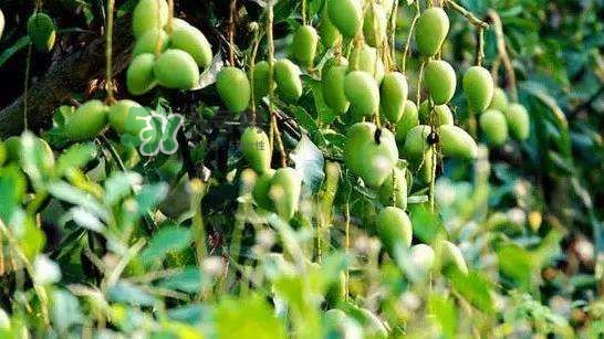孕晚期能吃芒果嗎？孕晚期吃了很多芒果對(duì)胎兒好嗎？