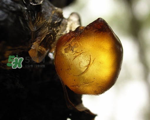 桃膠什么顏色的好？桃膠顏色深色好還是淺色好