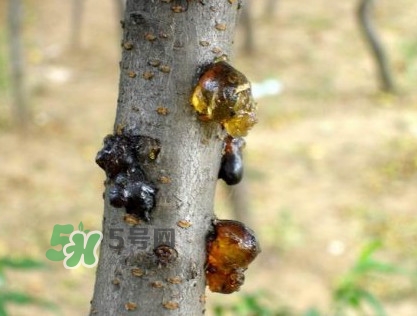 桃膠是桃樹上的膠嗎？桃膠是什么味道