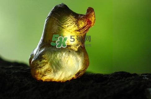 桃膠幾月份可以采摘？桃膠幾歲小孩能吃