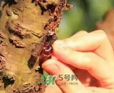 桃膠適合什么人吃？吃桃膠會上火嗎？