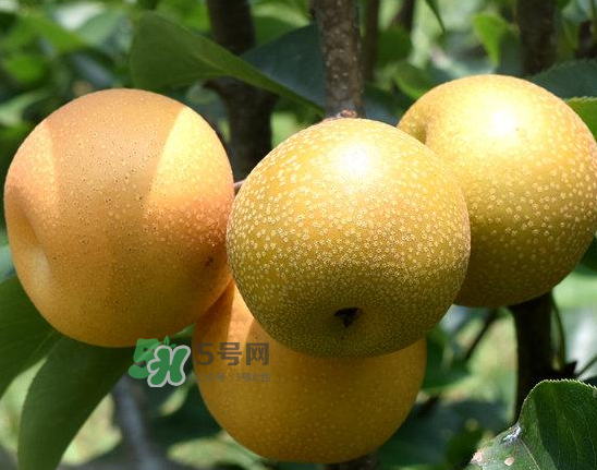 豐水梨和雪梨哪個(gè)好？豐水梨和雪梨的區(qū)別
