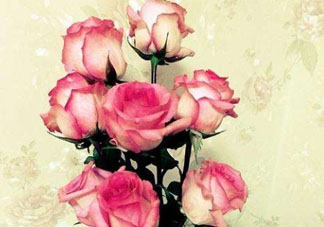 roseonly怎么讀？roseonly怎么讀在線(xiàn)讀？
