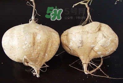 涼薯是什么東西？涼薯是地瓜嗎？
