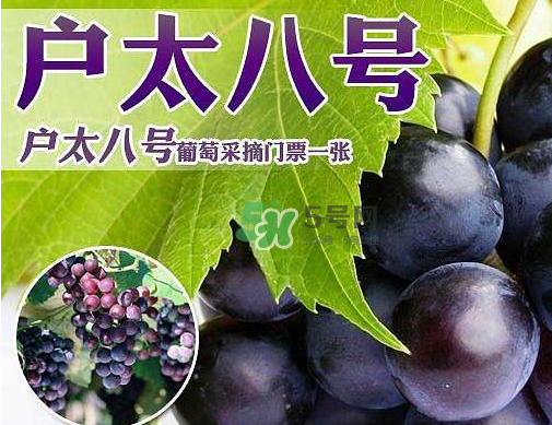 戶太八號(hào)多少錢一斤？戶太八號(hào)為什么在全國(guó)很有名？