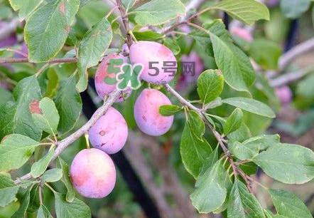 新鮮西梅怎么保存？西梅的保存方法