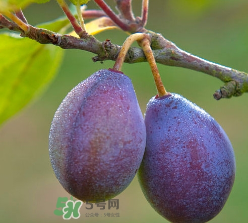 吃西梅上火嗎？新鮮西梅怎么吃
