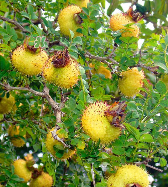 刺梨泡茶能經(jīng)常喝嗎？刺梨泡水喝禁忌多