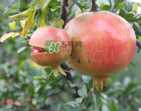 石榴為什么會(huì)爛？石榴怎么存放不會(huì)爛？