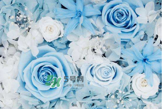 野獸派永生花會(huì)死嗎？野獸派永生花是什么？