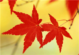立秋后喝什么茶好？立秋后喝什么茶養(yǎng)生？