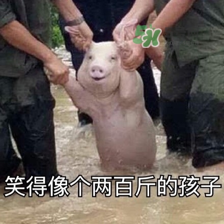 網(wǎng)紅小豬表情包為什么火了？網(wǎng)紅小豬表情包怎么火的？