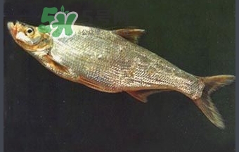 刁子魚是秋刀魚嗎？刁子魚是海魚嗎？