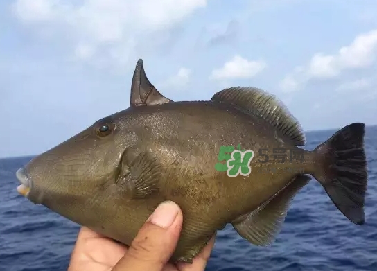 剝皮魚是什么魚？剝皮魚是深海魚嗎