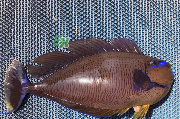 剝皮魚是什么魚？剝皮魚是深海魚嗎