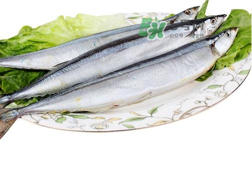 秋刀魚是海魚嗎？秋刀魚是淡水魚還是海魚