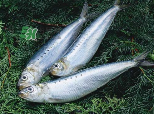 沙丁魚和秋刀魚有什么不一樣？秋刀魚和沙丁魚的區(qū)別