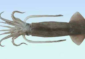 筆管魚是魷魚嗎？筆管魚和魷魚的區(qū)別