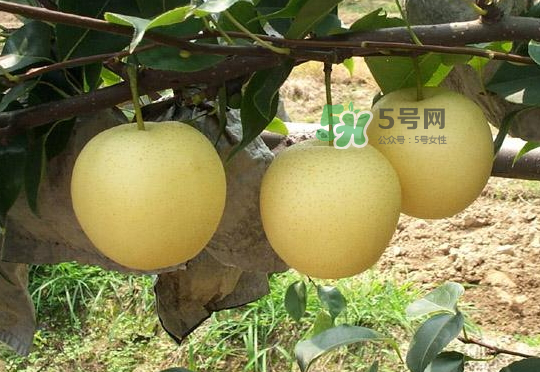 雪花梨是雪梨嗎？雪花梨和雪梨的區(qū)別