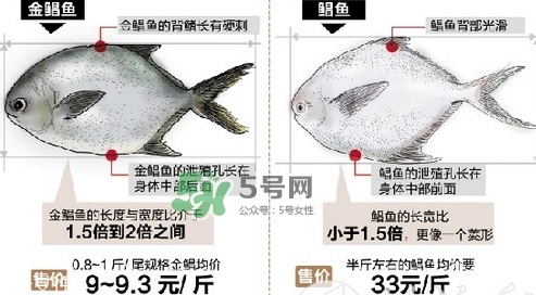 金鯧魚是海魚嗎？金鯧魚的刺多嗎？