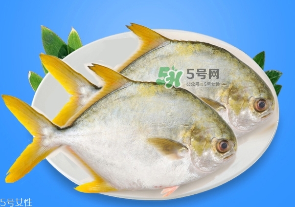 金鯧魚是海魚嗎？金鯧魚的刺多嗎？