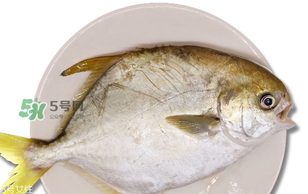 金鯧魚是海魚嗎？金鯧魚的刺多嗎？