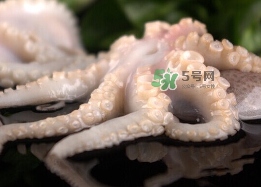 章魚有幾只腳？章魚有幾個爪子