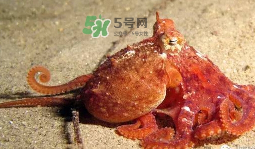 章魚(yú)有牙齒嗎？章魚(yú)天敵是什么