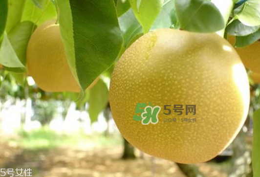 貢梨可以做冰糖雪梨嗎？貢梨可以燉川貝嗎？