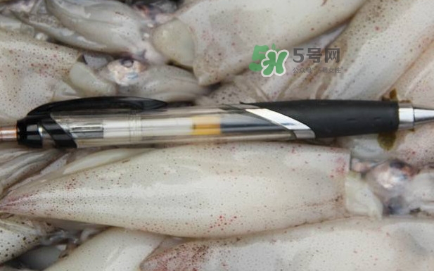 筆管魚(yú)是什么魚(yú)？筆管魚(yú)怎么吃