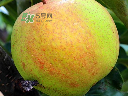 蘋果梨是轉(zhuǎn)基因還是變基因？蘋果梨的功效與作用