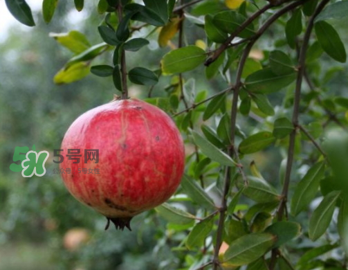 河陰石榴什么時(shí)候成熟？河陰石榴多少錢(qián)一斤？