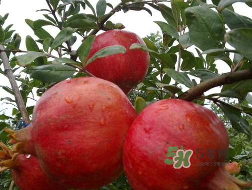 河陰石榴什么時(shí)候成熟？河陰石榴多少錢(qián)一斤？