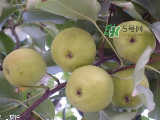 沙梨怎么做才好吃？沙梨的熱量