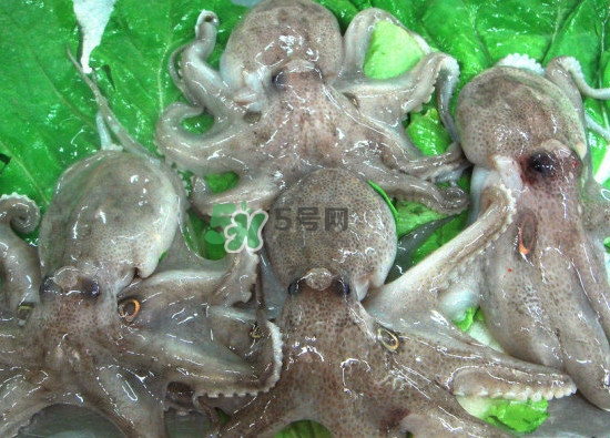章魚會咬人嗎？章魚會吃人嗎