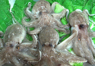 章魚會咬人嗎？章魚會吃人嗎