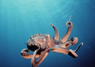章魚是墨魚嗎？章魚有哪些特性