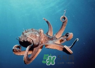 章魚是墨魚嗎？章魚有哪些特性