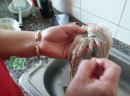 魷魚頭怎么切？魷魚怎么切花刀